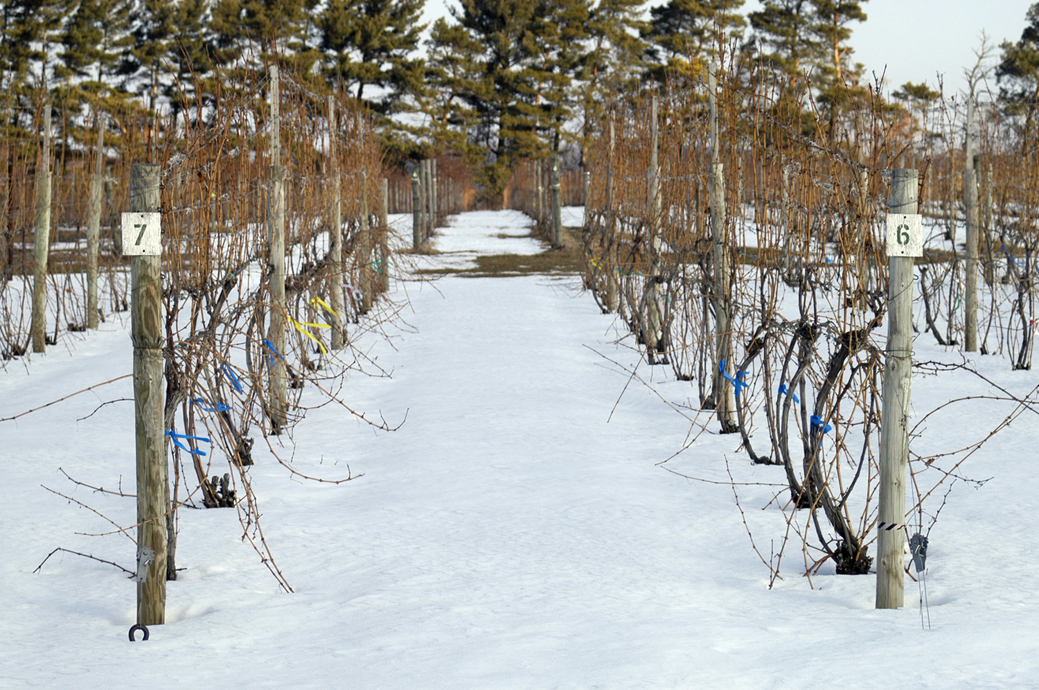 Grape Vineyard During Winter